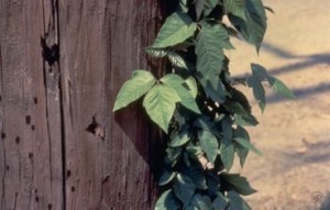 poison-ivy-plant